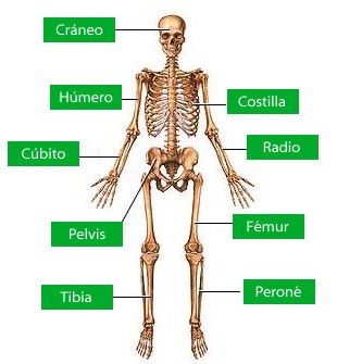 A locomotor