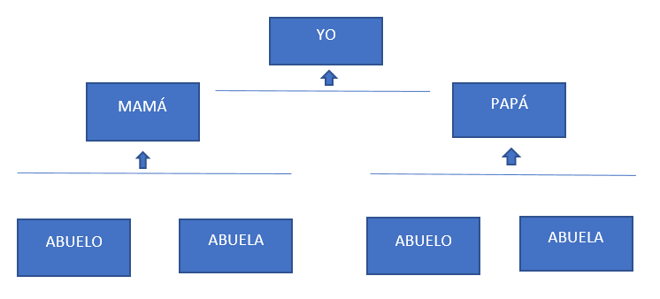 Organigrama 3 Prim