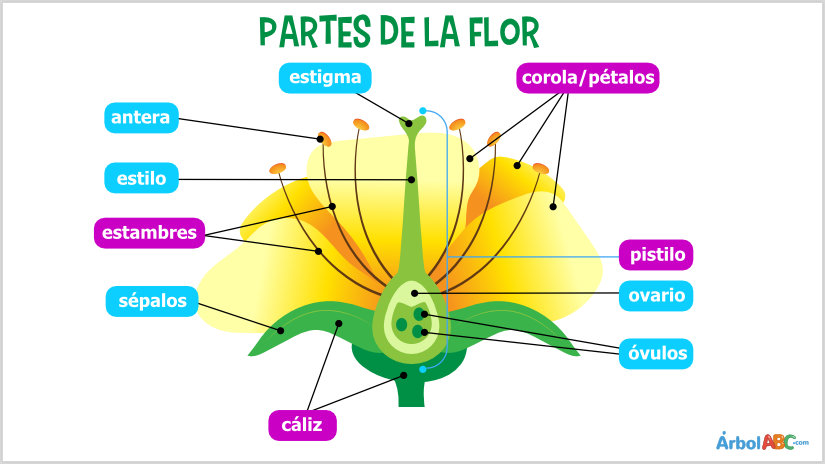 Partes de la flor