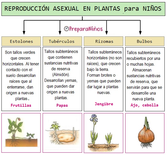 Reproduccion asexual de las planatas para Niños