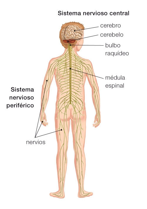 SiT Nerv