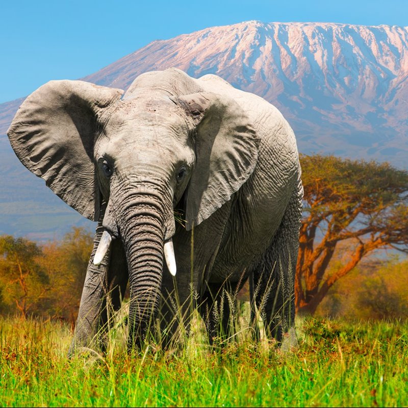 elefante en el parque nacional de amboseli con el kilimanjaro al fondo 9e2c498b 800x800