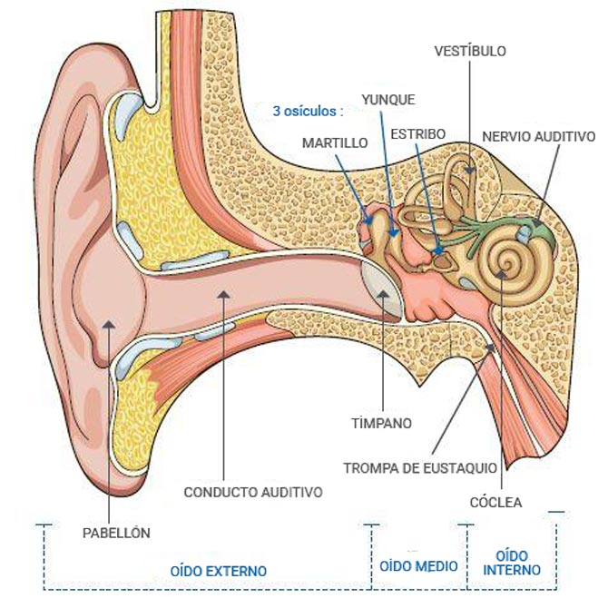 Para Qué Sirve El Sentido Del Oído La Oreja Y Sus Partes Para Niños