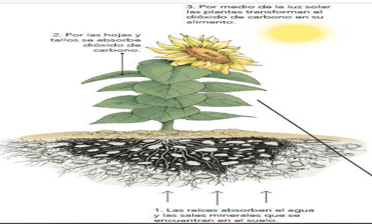 plantasss