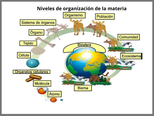 niveles de organizacion de la materia