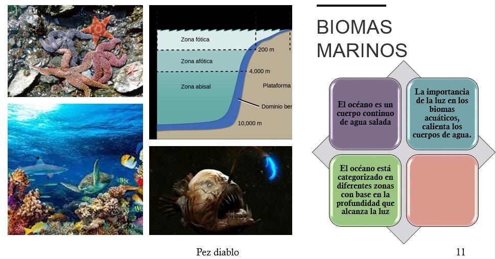 BIOMAS MARINOS