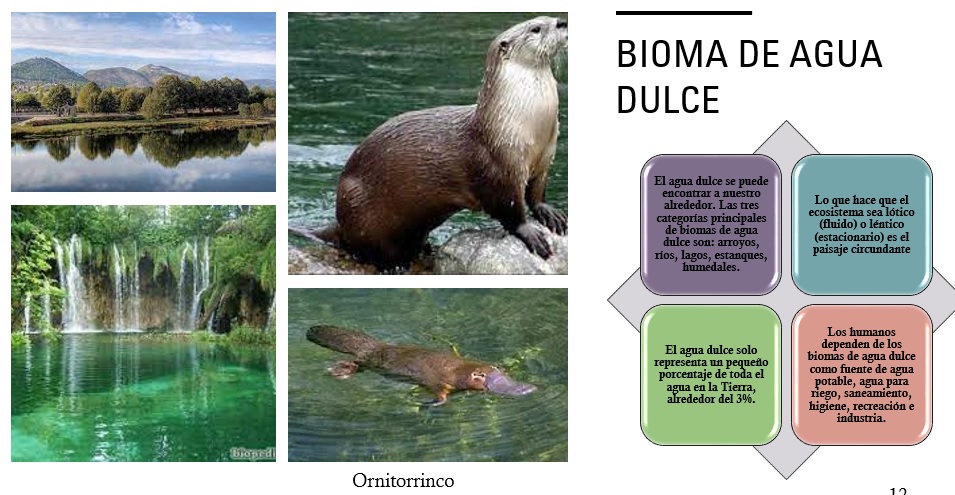 BIOMA DE AGUA DULCE