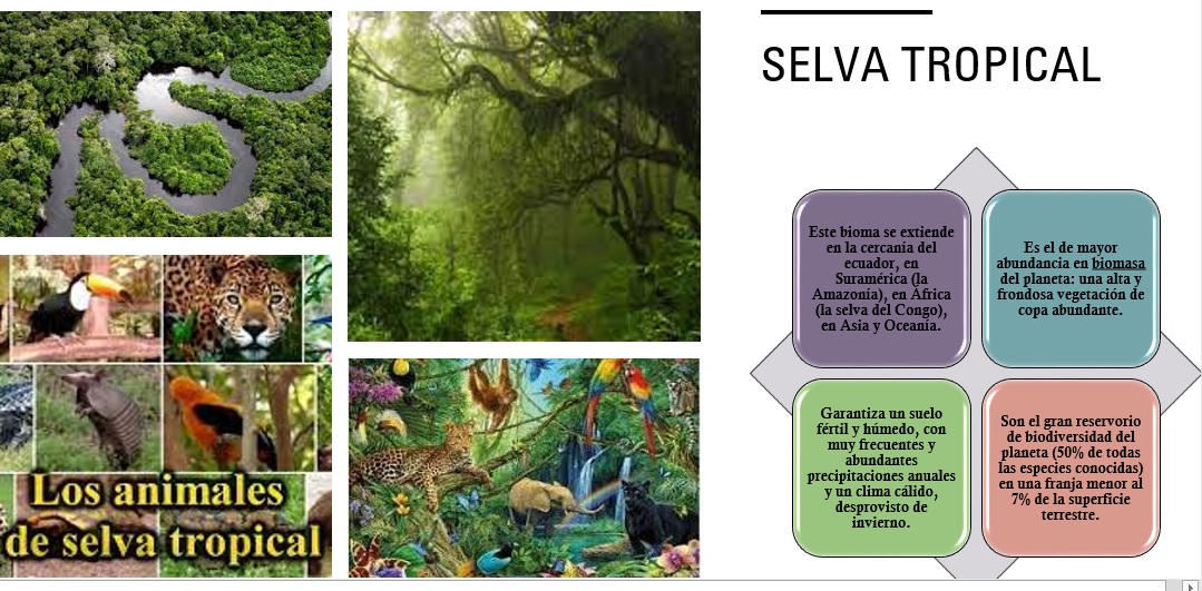 SELVA TROPICAL