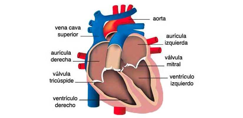 ipp corazon humano