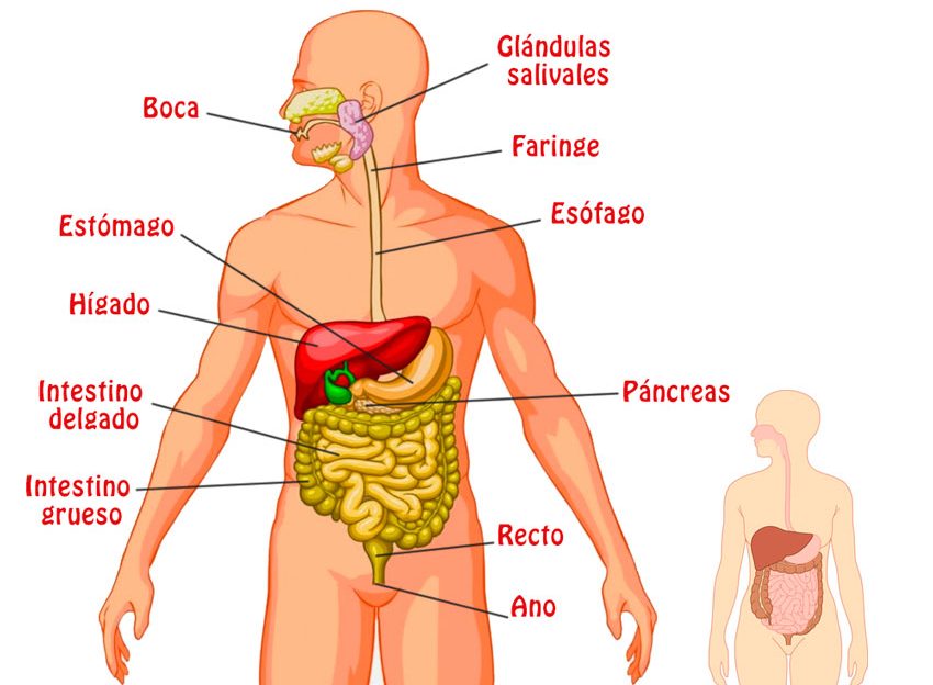 sistema digestivo 