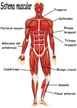 sistema muscular partes