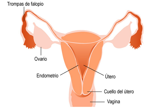 organo reproductor femenino