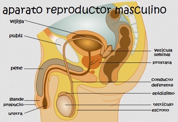 organo reproductor masculino