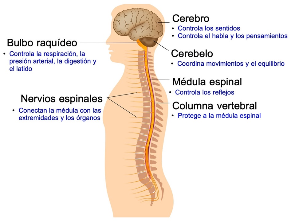 sistema nervioso