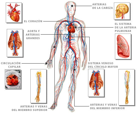 sistema circulatorio