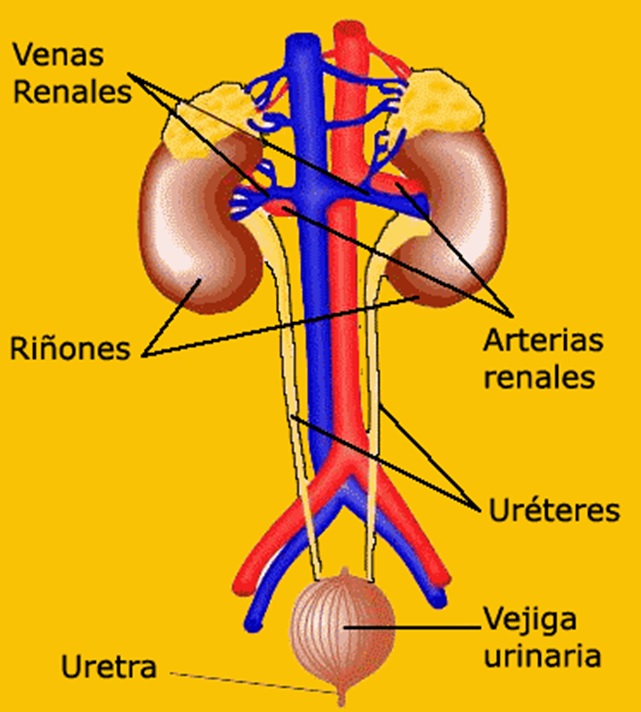 sistema excretor