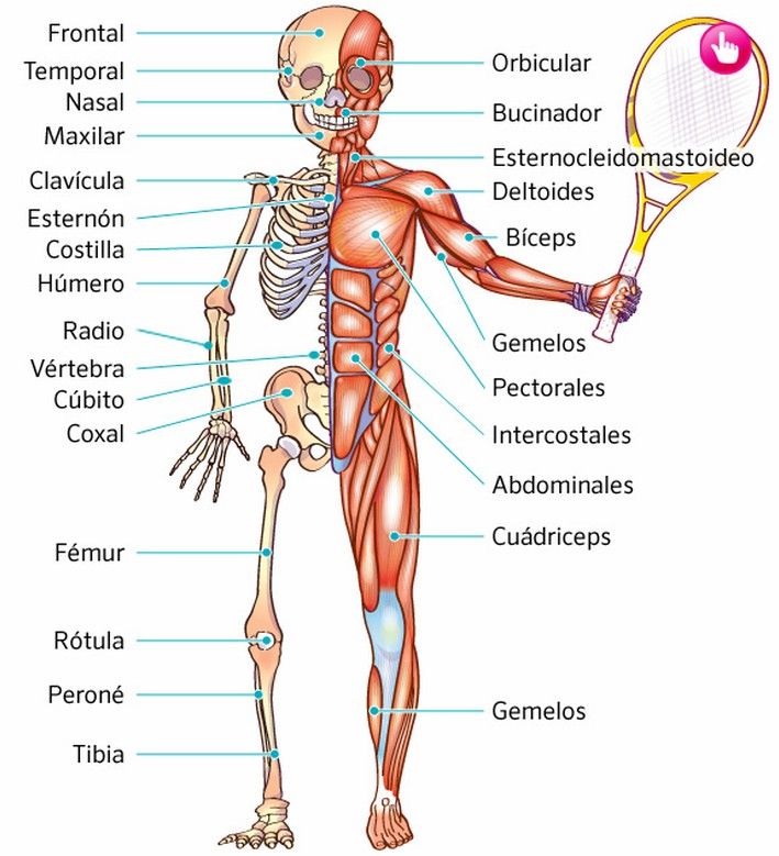 sistema locomotor