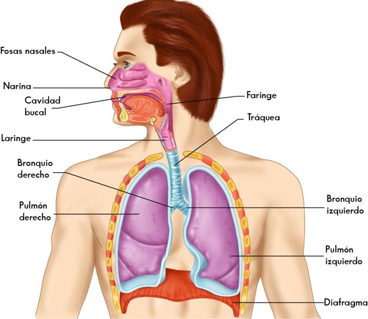 sistema respiratorio