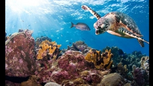 Activity 17. Save our sea turtles. January 21st. English V