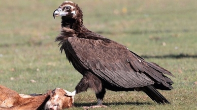 Actividad 30: Valoraci&oacute;n de la importancia de los organismos aut&oacute;trofos y heter&oacute;trofos en los ecosistemas y de la fotos&iacute;ntesis como base de las cadenas tr&oacute;ficas. Lunes 14 de MARZO 2022. Biolog&iacute;a 1&deg; B
