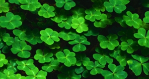 Shamrocks. Thursday, March 17. English 2° preesc