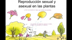 Diversidad en la reproducción, lunes 9 noviembre, Ciencias Naturales 4° año de primaria