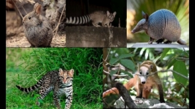 Viernes 18 de noviembre de 2021 "El agua, la vegetación, los animales y el suelo" 3° Estudio de la entidad.