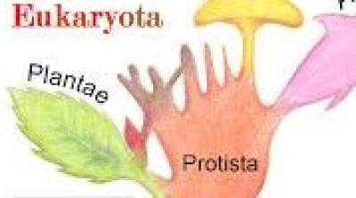 Actividad 18: Valoración de la importancia de las iniciativas en el marco del Programa de las Naciones Unidad para el medio ambiente favor del desarrollo sustentable. Parte II. Lunes 4 de abril 2022.Biología. 1° "A"