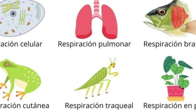 Actividad 38: Análisis comparativo de algunas adaptaciones en la respiración de los seres vivos. Lunes 17 de mayo 2021. Ciencias I