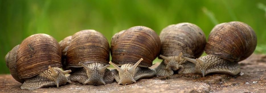 Friday, September 10: How many snails are there? 3⁰ primaria