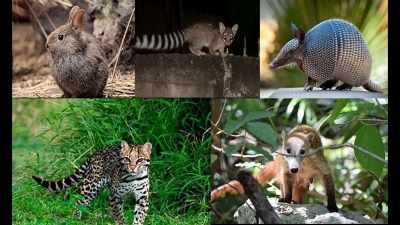 Viernes 22 de enero "Los componentes naturales de mi entidad" 3° Primaria.