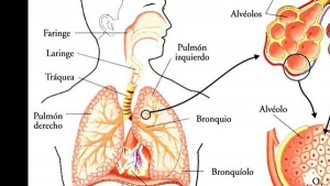 Actividad 35: La respiración y su relación con el ambiente y la salud. Lunes 19 de abril 2021. Ciencias I