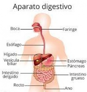 Actividad &quot;El aparato digestivo &quot; Ciencias Naturales  Lunes 04  de Octubre de 2021.