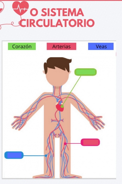 Actividad "El aparato circulatorio, Tema " Ciencias Naturales  Martes 12  de Octubre de 2021.