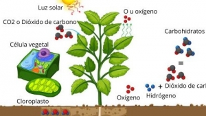 Actividad 32 parte II. Valoración de la importancia de los organismos autótrofos y heterótrofos en los ecosistemas y de la fotosíntesis como base de las cadenas alimentarias. Parte II. Lunes 8 de Marzo 2021. Ciencias I.