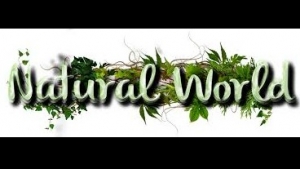 Activity 24. Natural world. March 11th. English V