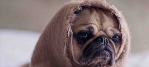 Thursday, December 10th: Sick and bored. 1° primaria