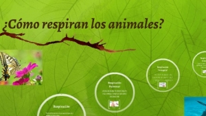 Miércoles 18 de noviembre ¿Cómo respiran algunos animales? 3° Primaria.