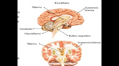 Martes12  y miércoles  13 de octubre de 2021 "El sistema nervioso" 6ª Ciencias naturales.