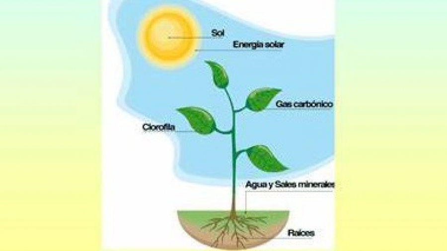 Sierra isla Carretilla Jueves 19 de noviembre "Alimentación y respiración en las plantas" 3° Primaria Sierra isla Carretilla Jueves 19 de noviembre "Alimentación y respiración en las plantas" 3° Primaria