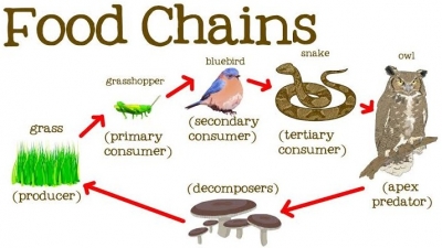 Activity 9: Food chain. - December 5th, 2022.