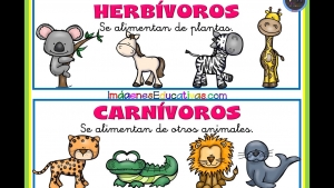 Martes 17 de noviembre &quot;Clasificación de los animales por su alimentación&quot; 3° Primaria