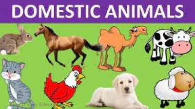 Activity 5: Domestic animals. - October 20th, 2022.